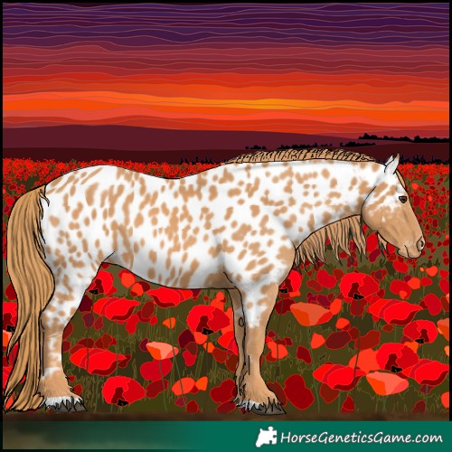 Horse Color:Chestnut Near Leopard 