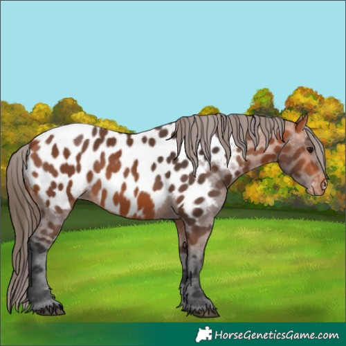 Horse Color:Bay Appaloosa 
