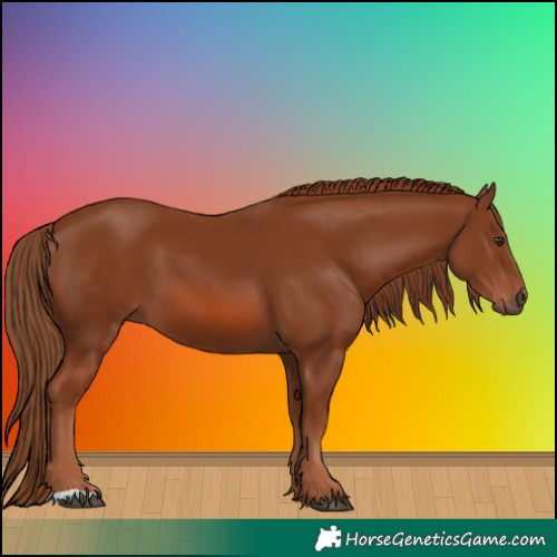 Horse Color:Chestnut 