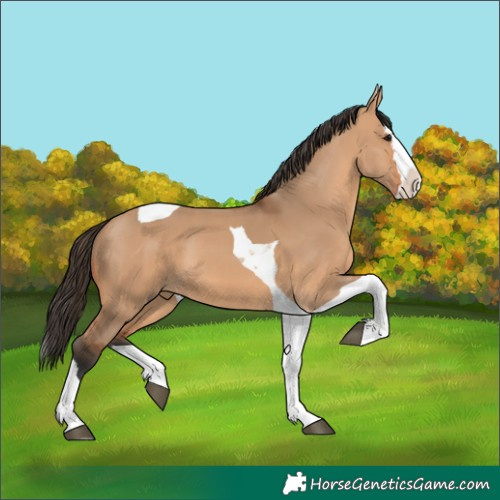 Horse Color:Bay Dun Splash Tobiano
