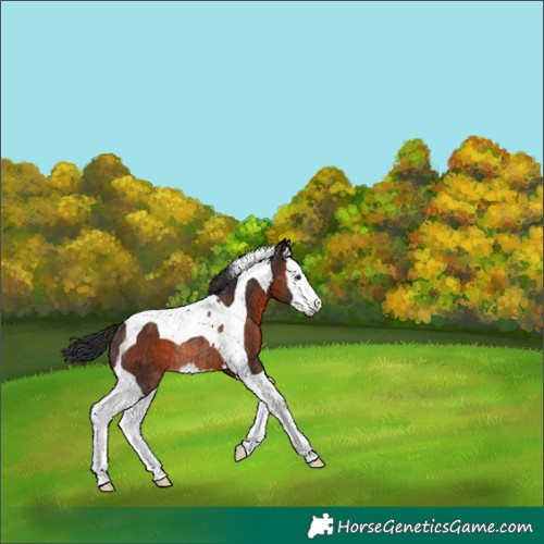 Horse Color:Brown Splash Tobiano Rabicano 