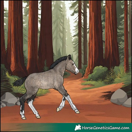 Horse Color:Brown Dun Rabicano 