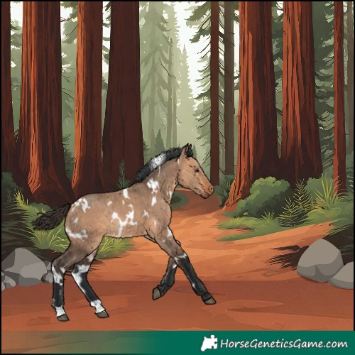 Horse Color:White Spotted Bay Dun Rabicano 