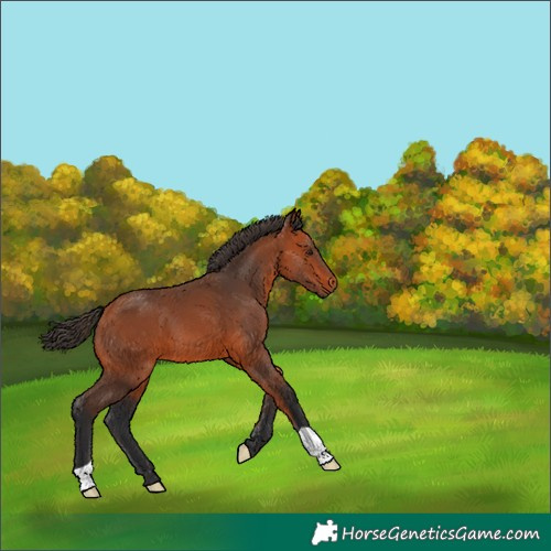 Horse Color:Bay 