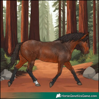 Horse Color:Bay Rabicano 