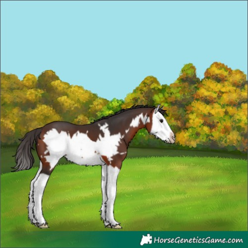 Horse Color:Bay Splash Frame 