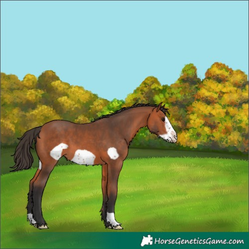 Horse Color:Bay Frame
