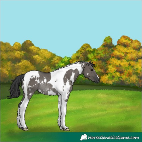 Horse Color:White Spotted Grullo Tobiano Rabicano
