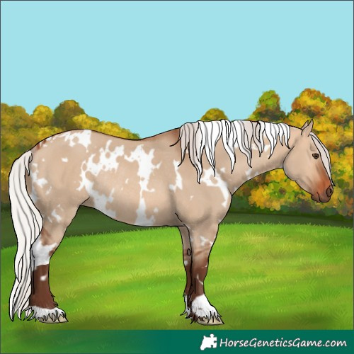 Horse Color:White Spotted Silver Bay Dun Rabicano 