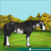 Horse Color:Gray White Spotted Brown