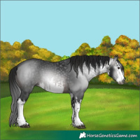 Horse Color:Gray White Spotted Brown