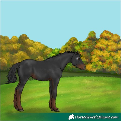 Horse Color:Gray White Spotted Liver Chestnut 