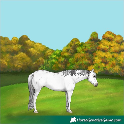 Horse Color:Smoky Grullo Sabino Splash Frame Rabicano