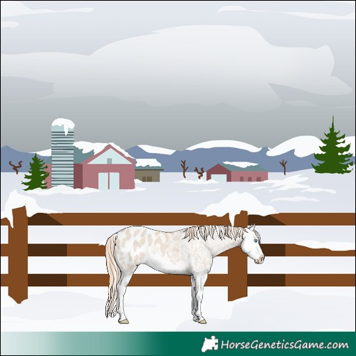 Horse Color:Smoky Creme Dun Splash Blanket 