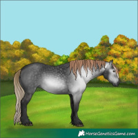 Horse Color:Gray White Spotted Liver Chestnut 