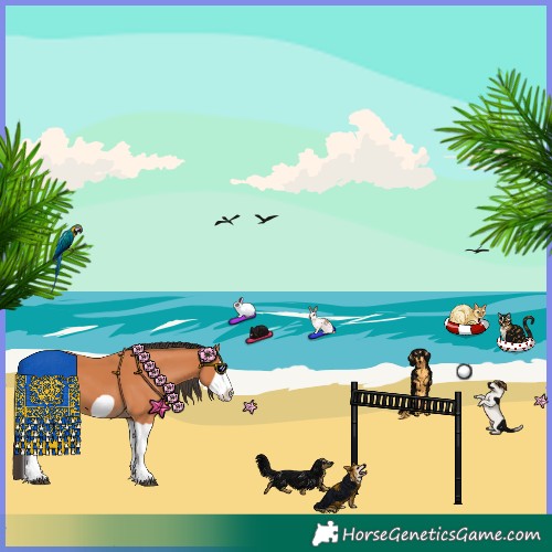 Horse Color:Bay Splash Frame 