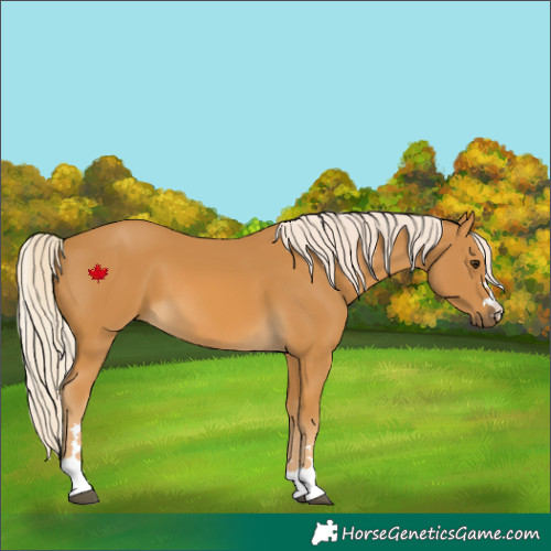 Horse Color:Palomino 