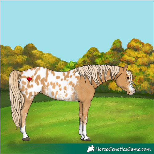 Horse Color:Palomino Sabino Near Leopard