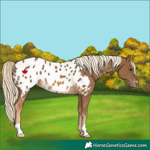 Horse Color:Chocolate Palomino Near Leopard