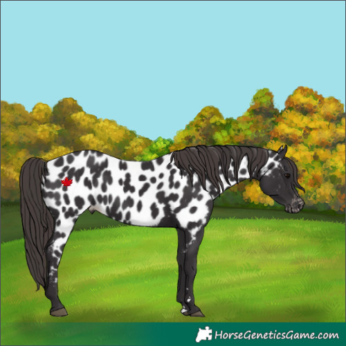 Horse Color:Smoky Black Near Leopard