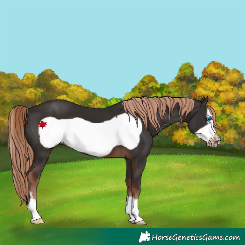 Horse Color:Liver Chestnut Frame 