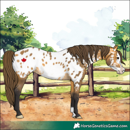 Horse Color:Buckskin Frame Appaloosa 