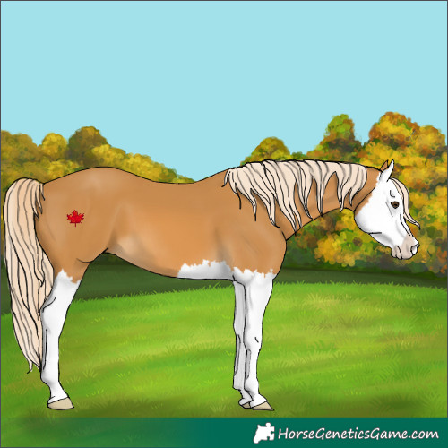 Horse Color:Palomino Splash 