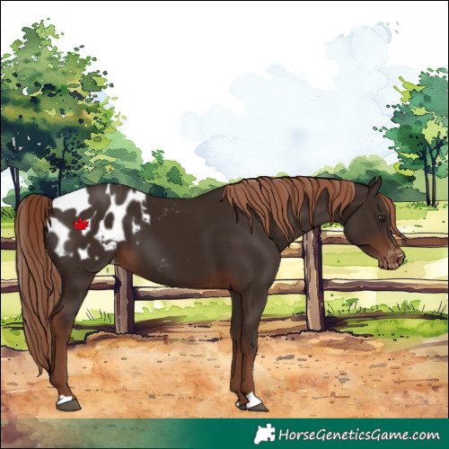Horse Color:Liver Chestnut Appaloosa 
