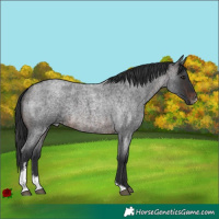 Horse Color:Brown Roan Sabino