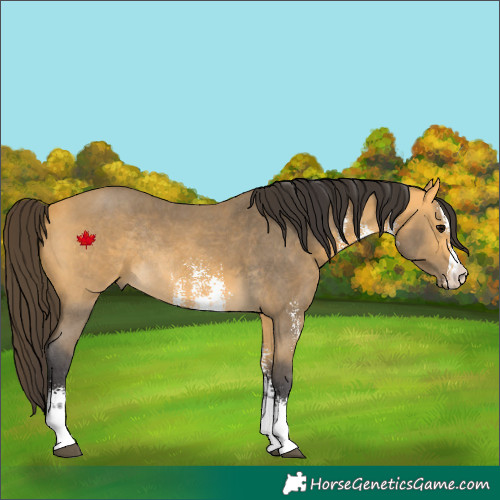 Horse Color:Buckskin Sabino Rabicano 