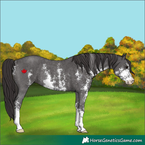 Horse Color:Smoky Black Sabino Rabicano 