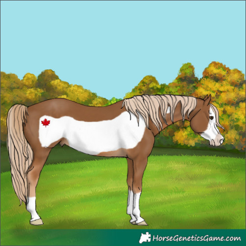 Horse Color:Chocolate Palomino Frame 