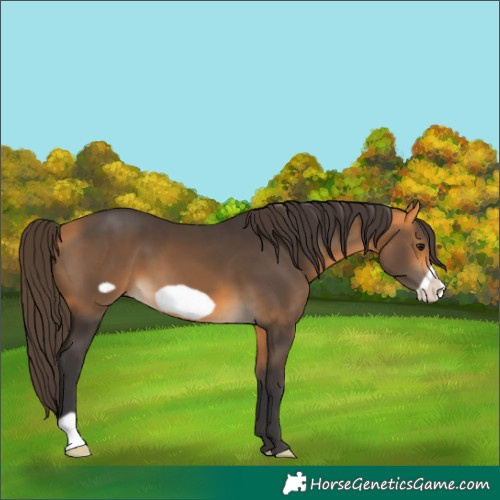 Horse Color:Buckskin Frame