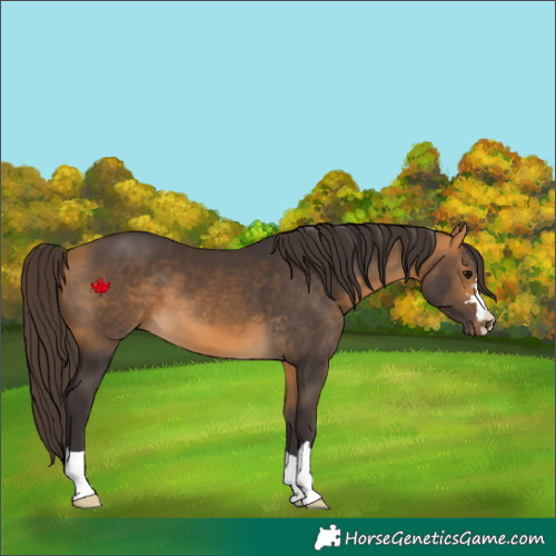 Horse Color:Buckskin