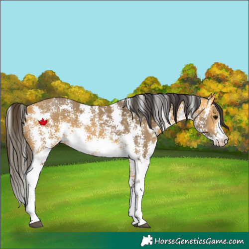 Horse Color:Buckskin Sabino 