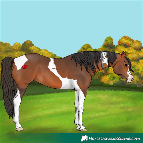 Horse Color:Bay Tobiano 
