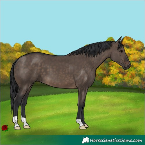 Horse Color:Brown Dun 