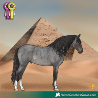 Horse Color:Smoky Blue Roan