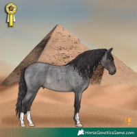Horse Color:Smoky Blue Roan 