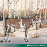 Horse Color:Silver Brown Dun Sabino 