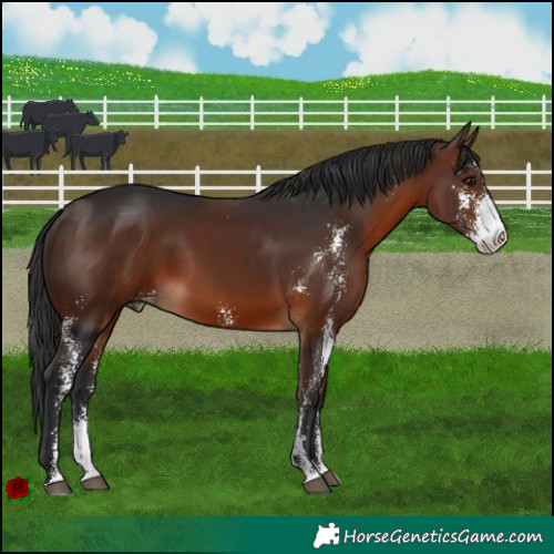 Horse Color:Brown Sabino 