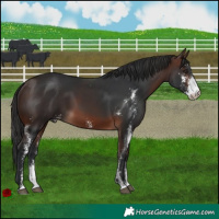 Horse Color:Brown Sabino