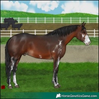 Horse Color:Brown Sabino 