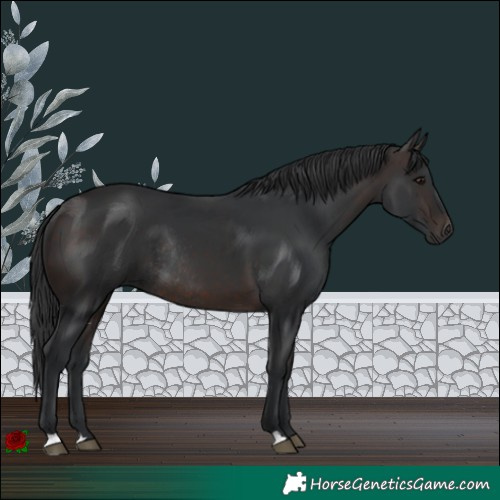 Horse Color:Brown Rabicano 