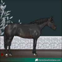 Horse Color:Brown Rabicano
