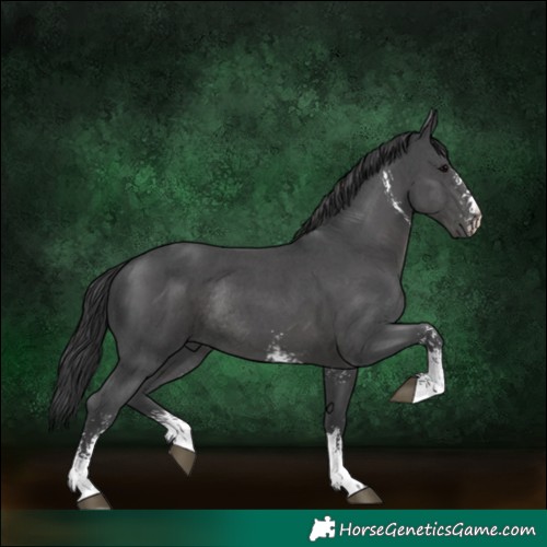 Horse Color:Black Sabino Rabicano 