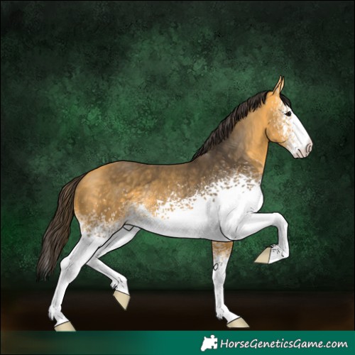 Horse Color:White Spotted Buckskin
