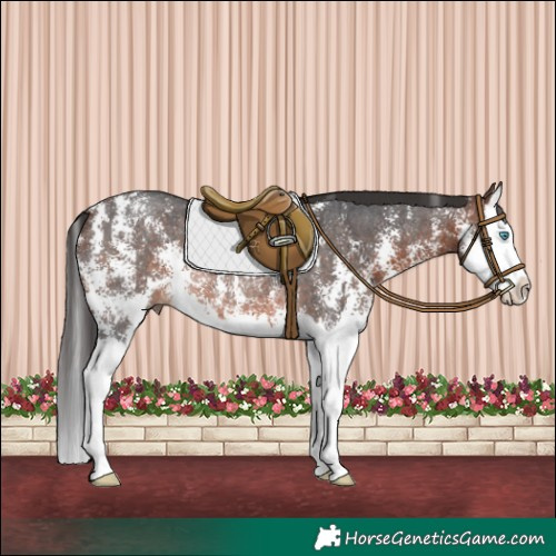 Horse Color:Brown Sabino Splash Rabicano 