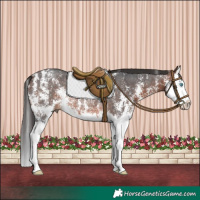 Horse Color:Brown Sabino Splash Rabicano