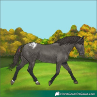 Horse Color:Grullo Varnish 